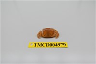 藏品(平背蜞)的圖片